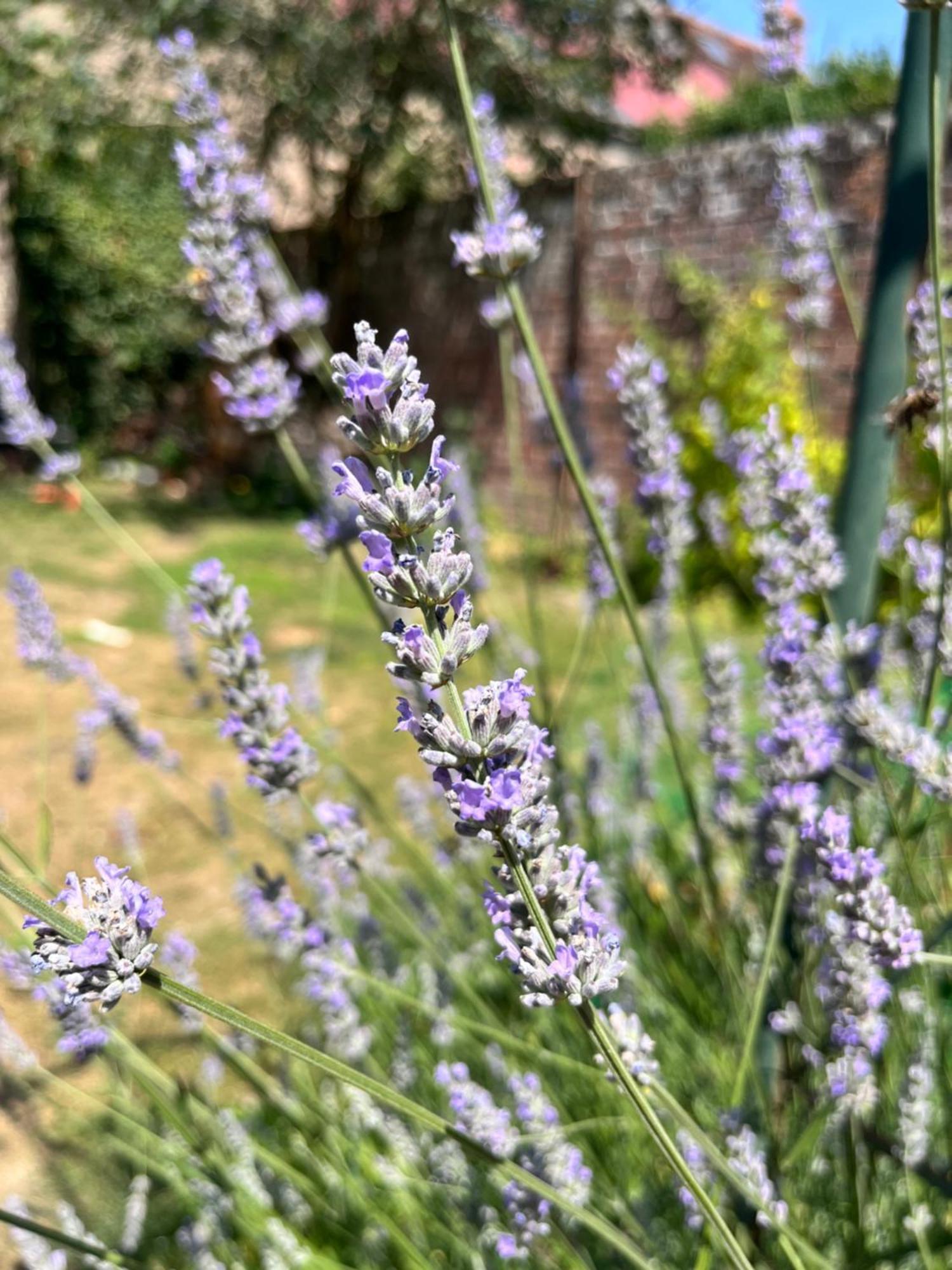 Maison Chaleureuse Avec Jardin - Pause Normande * Sées